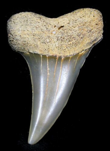 Sharp Fossil Mako Tooth - Maryland #29932